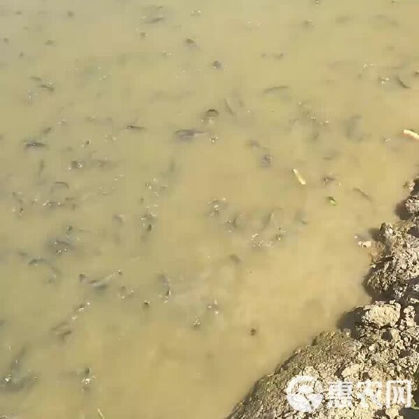 鯰胡子魚(yú)多少錢(qián)一斤