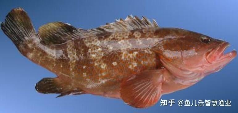 石斑魚產地在哪里