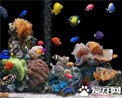 孔雀魚吃饅頭渣嗎