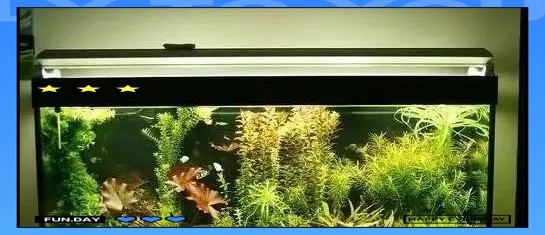 一米魚缸養20公分錦鯉多少條 一米魚缸養20公分錦鯉多少條 龍魚論壇 第5張