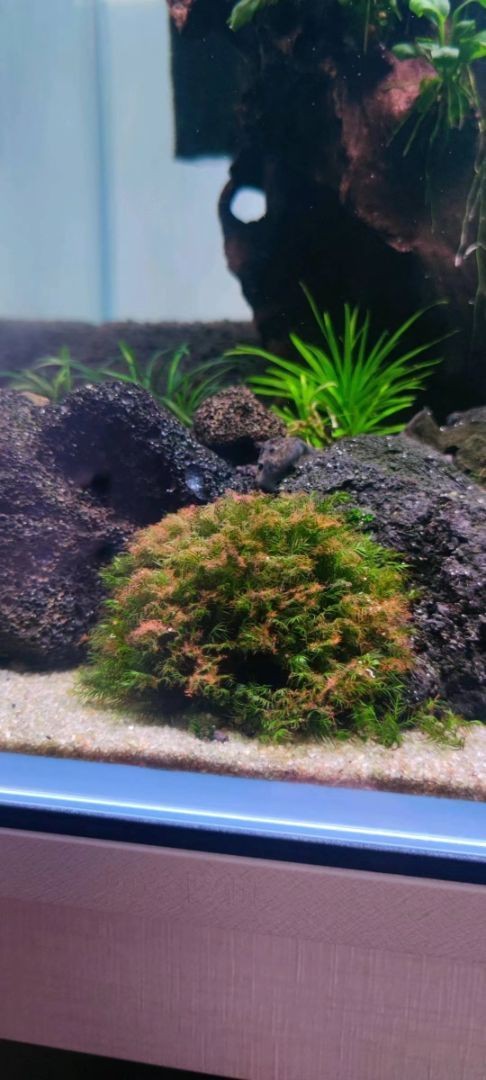 南美水族論壇官網(wǎng)入口