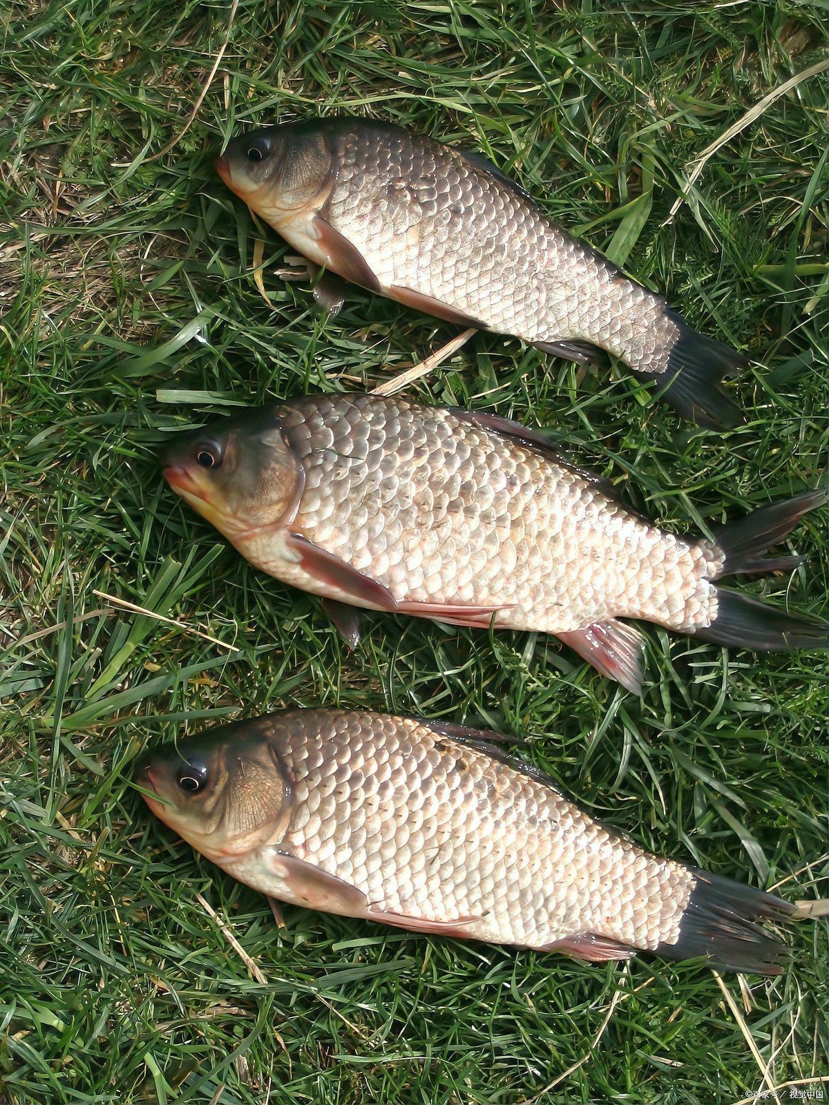 鯽魚餌料排名第一名 鯽魚餌料排名第一名 龍魚論壇 第2張