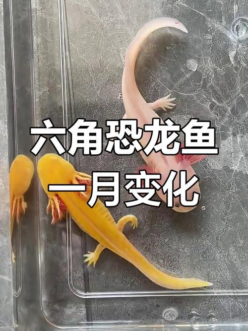 恐龍魚長大是什么樣的圖片和視頻大全