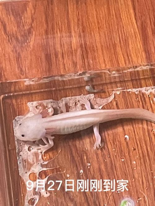 恐龍魚長大是什么樣的圖片和視頻大全