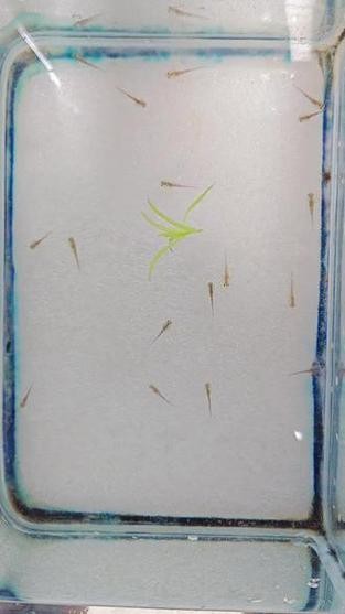 恐龍魚長大是什么樣的圖片和視頻大全