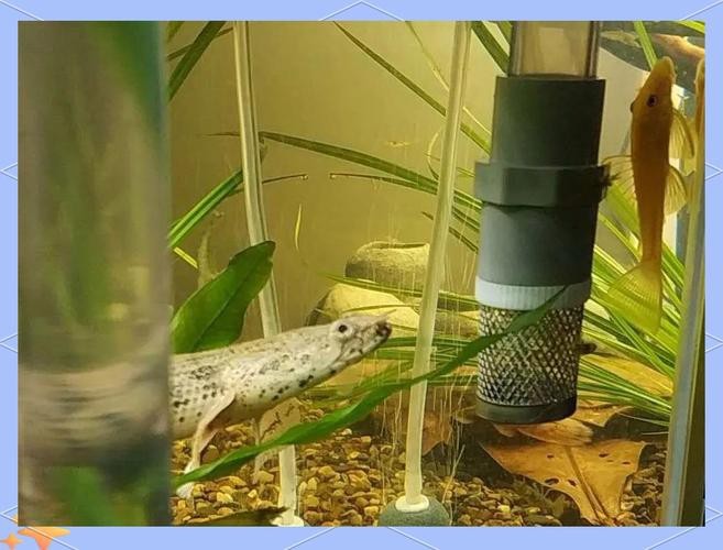 恐龍魚長大是什么樣的圖片和視頻大全