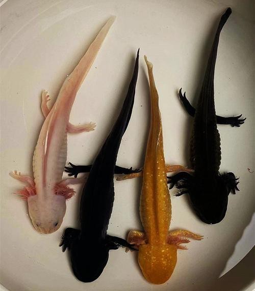 恐龍魚長大是什么樣的圖片和視頻大全