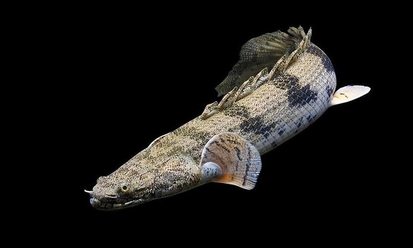 恐龍魚長大是什么樣的圖片和視頻大全