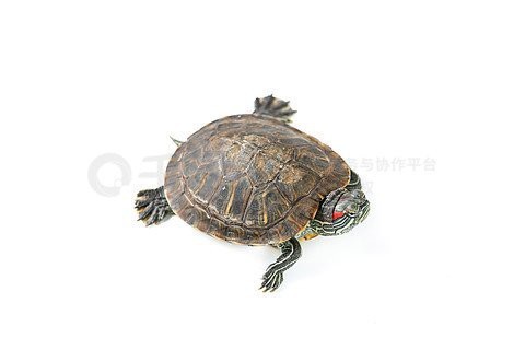 紅龍之眼4k超清壁紙下載