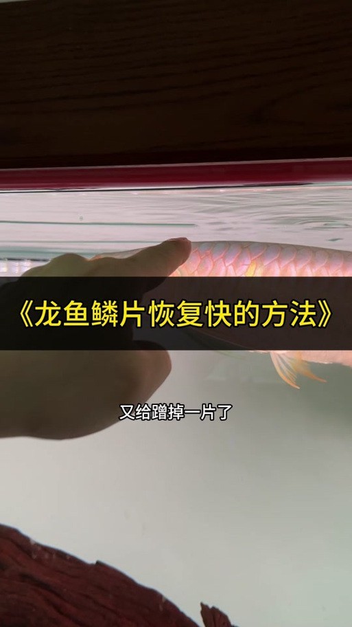 金龍魚鱗片掉了一半怎么辦
