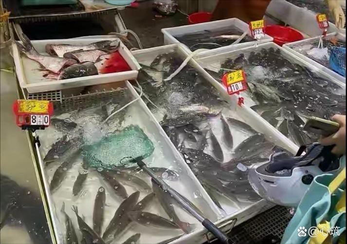 揚(yáng)州龍魚批發(fā)價(jià)格表圖片