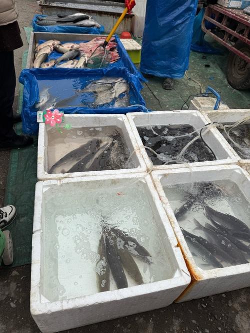 揚(yáng)州龍魚批發(fā)價(jià)格表圖片