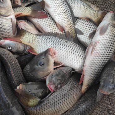 揚(yáng)州龍魚批發(fā)價(jià)格表圖片