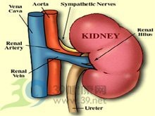 為什么中醫(yī)用海馬不用海龍