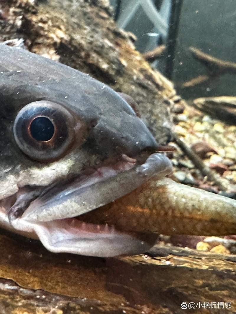 如何安全地給雷龍魚投喂活餌？ 如何安全地給雷龍魚投喂活餌？ 龍魚百科 第3張