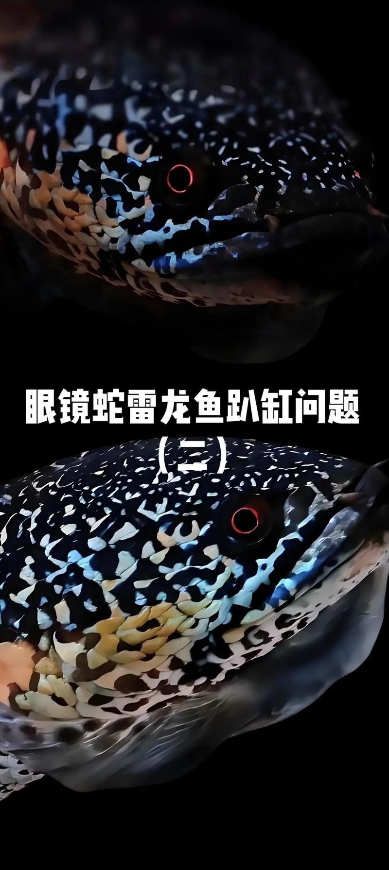 如何安全地給雷龍魚投喂活餌？ 如何安全地給雷龍魚投喂活餌？ 龍魚百科 第8張