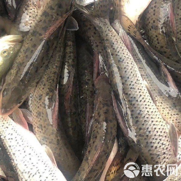花骨魚多少錢一斤