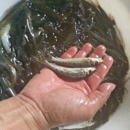花骨魚多少錢一斤