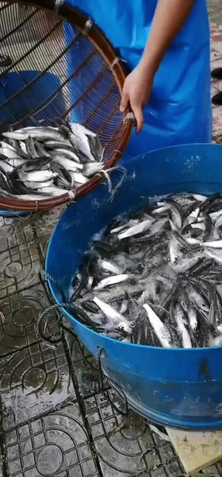 花骨魚多少錢一斤