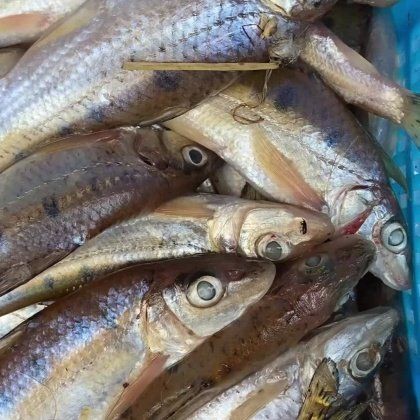 花骨魚多少錢一斤