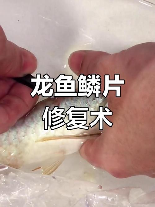 金龍魚第六排鱗片受損如何修復(fù)？