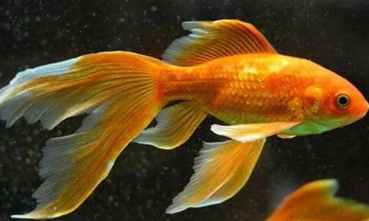 金魚(yú)品種大全 金魚(yú)品種大全 龍魚(yú)論壇 第3張