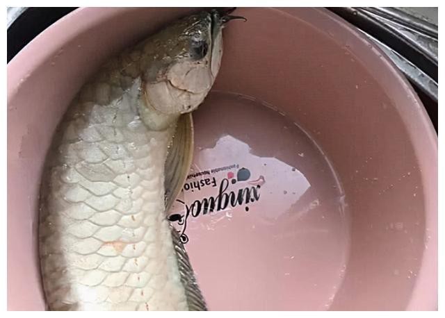 金龍魚(yú)是不是很貴觀賞魚(yú)能不能吃了