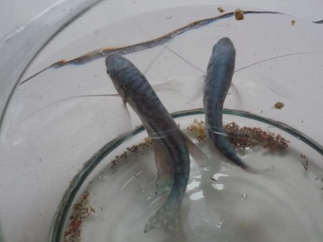 如何預(yù)防藍(lán)龍魚缺氧？