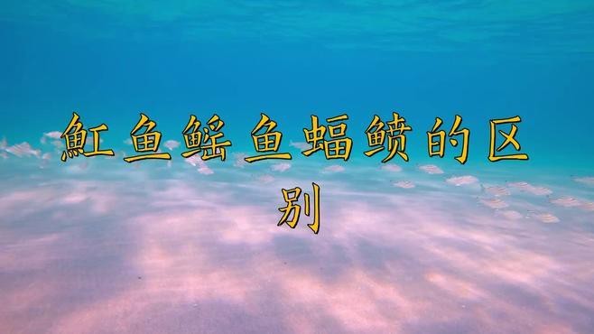 蝠鲼與鰩魚的區(qū)別