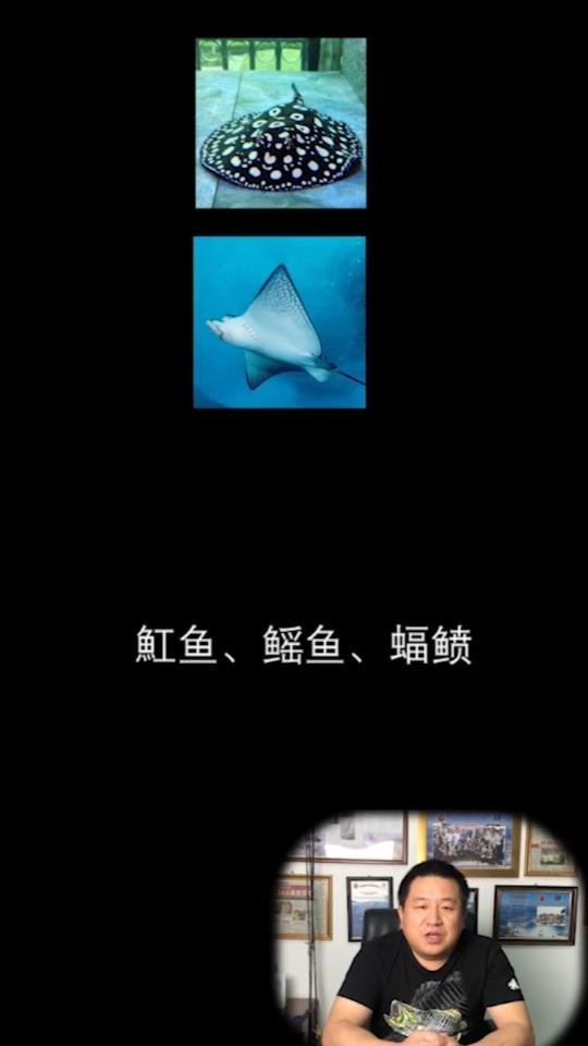 蝠鲼與鰩魚的區(qū)別