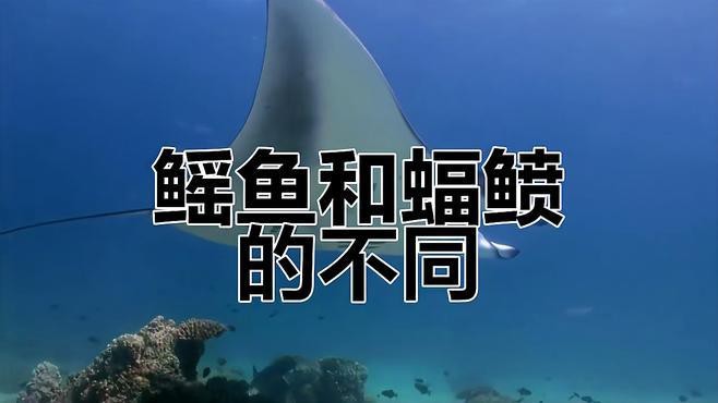蝠鲼與鰩魚的區(qū)別