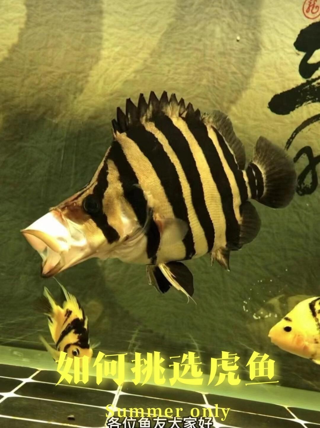 虎魚怎么挑選品相