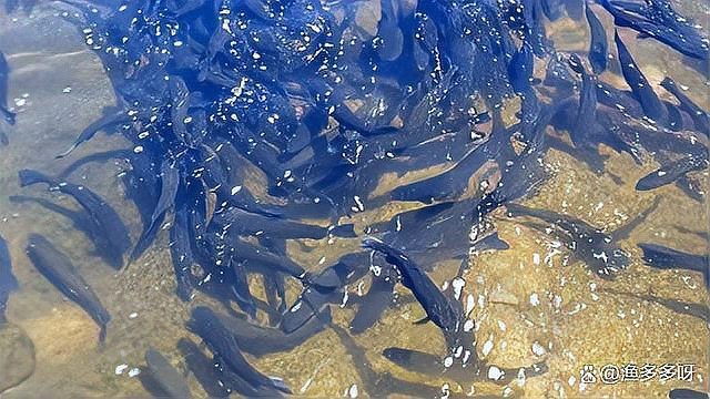 魚得了白點放鹽管用嘛