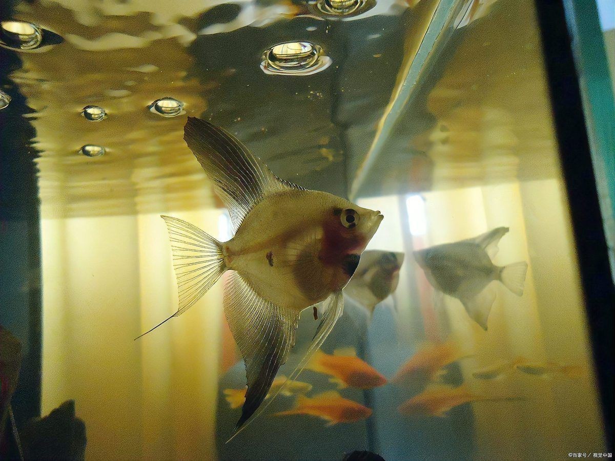 紅面財(cái)神魚最忌三種食物一覽表