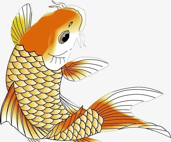 紅面財(cái)神魚最忌三種食物一覽表
