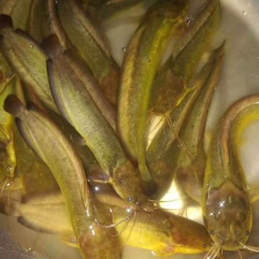 附近鯰魚(yú)苗市場(chǎng)