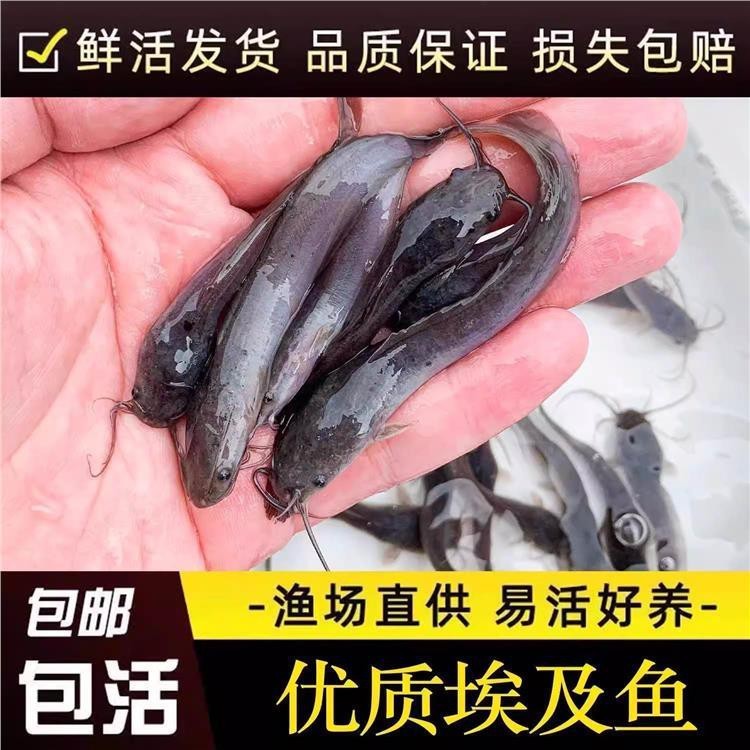 附近鯰魚(yú)苗市場(chǎng)