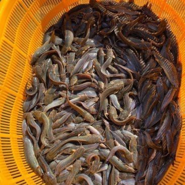 附近鯰魚(yú)苗市場(chǎng)