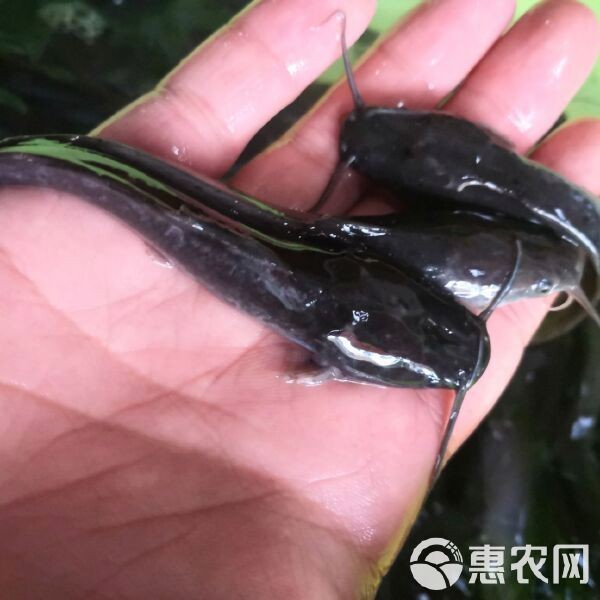 附近鯰魚(yú)苗市場(chǎng)