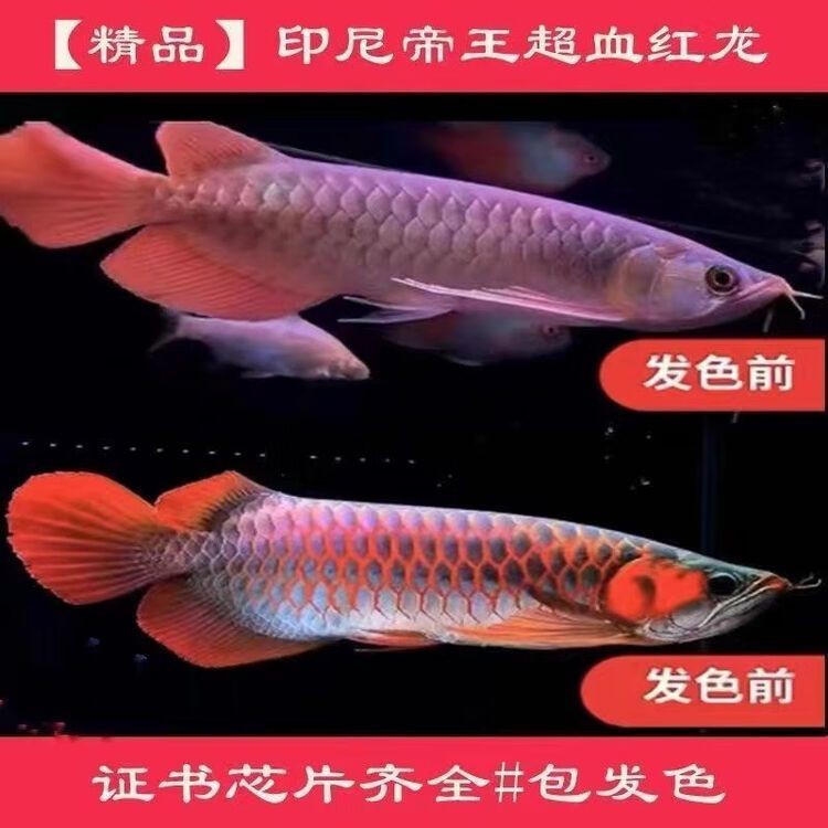 印尼金龍魚的價格是多少錢一只