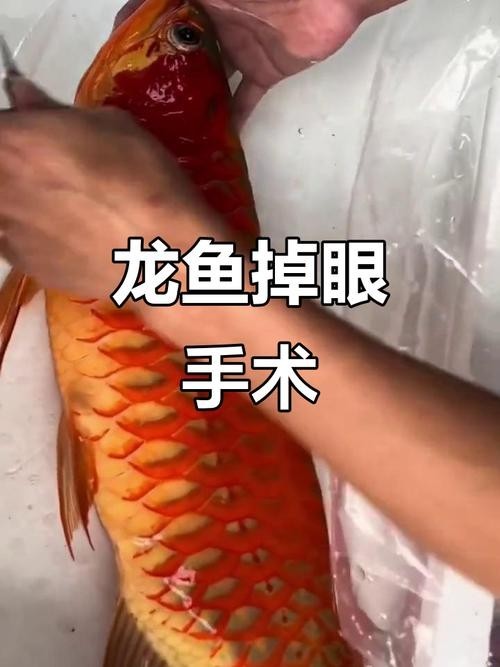 龍魚掉眼可以恢復(fù)嗎圖片