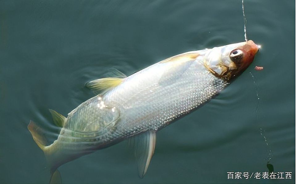 紅尾平克魚吃什么 龍魚論壇 第3張 紅尾平克魚吃什么 紅尾平克魚吃什么 龍魚論壇 第3張