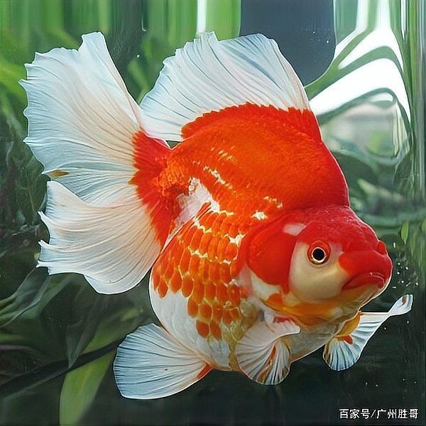 虎頭和蘭壽哪個檔次高