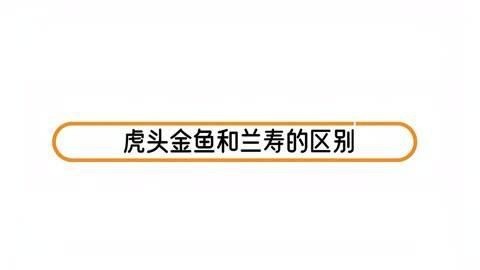 虎頭和蘭壽哪個檔次高