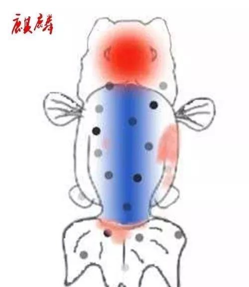 虎頭和蘭壽哪個檔次高