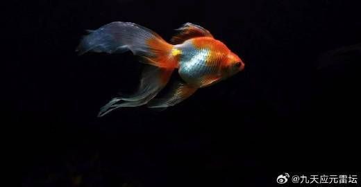 紅龍魚死了風水解說