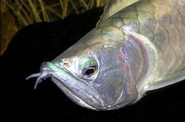 銀龍魚的圖片價格大全 銀龍魚的圖片價格大全 龍魚百科 第32張