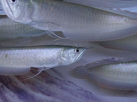 銀龍魚的圖片價格大全 銀龍魚的圖片價格大全 龍魚百科 第16張