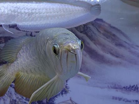 銀龍魚的圖片價格大全 銀龍魚的圖片價格大全 龍魚百科 第14張