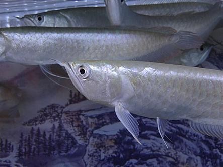 銀龍魚的圖片價格大全 銀龍魚的圖片價格大全 龍魚百科 第17張